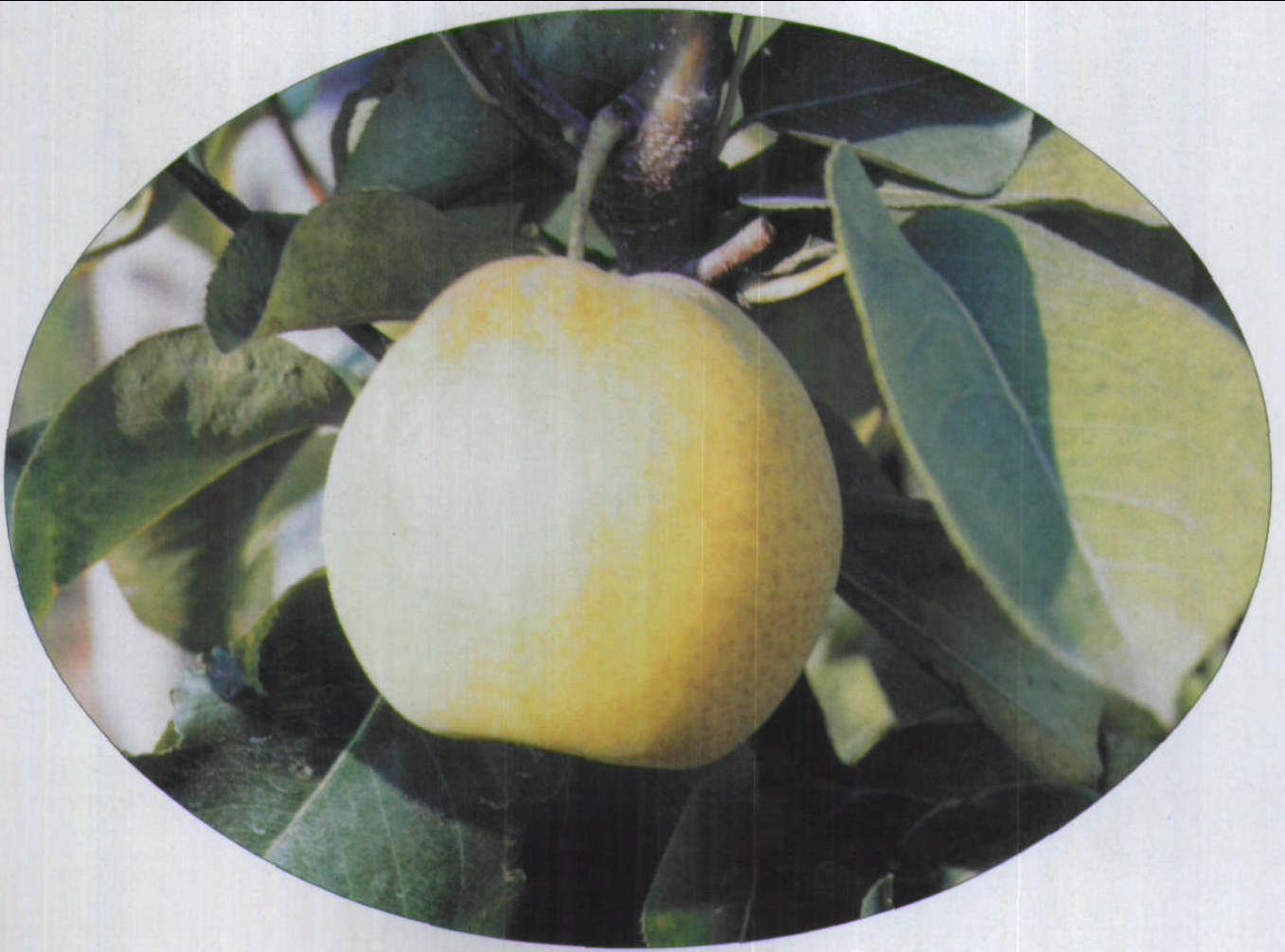 大果水晶梨